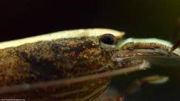 Bamboo Shrimp Extreme Closeup