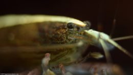 Bamboo Shrimp Eye, Extreme Closeup