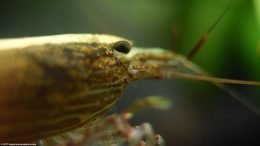 Bamboo Shrimp Eye And Feelers, Closeup