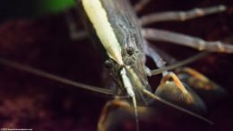 Bamboo Shrimp Eyes, Feelers And Fans