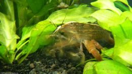 Bamboo Shrimp Feeding In A Freshwater Community Tank