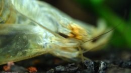 Closed Feeding Fans After Molting
