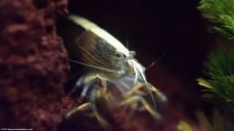 Bamboo Shrimp Feeding Standing On Lava Rock