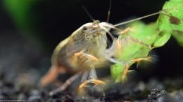 Bamboo Shrimp In Feeding Position