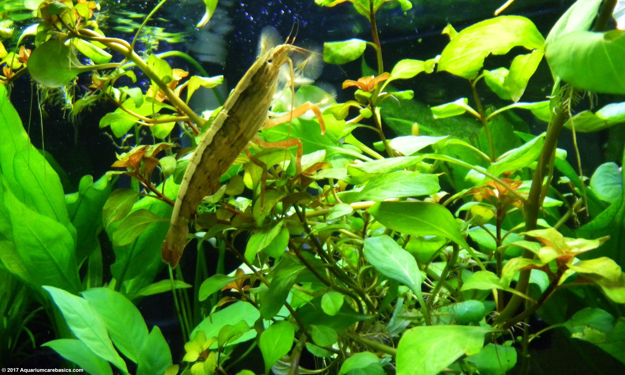 Bamboo Shrimp Is A Filter Feeder Positioned In Moving Water