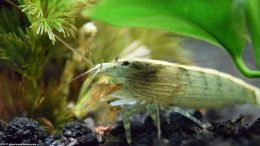 Bamboo Shrimp Are Great Filter Feeders