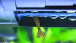 Bamboo Shrimp Feeding In Filter Water Return