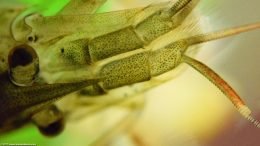 Extreme Closeup Of A Bamboo Shrimp Head