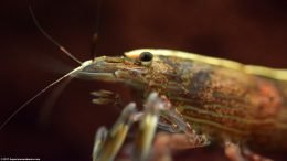 Bamboo Shrimp Head And Eye, Closeup