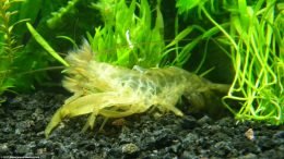 Bamboo Shrimp Molting Behavior