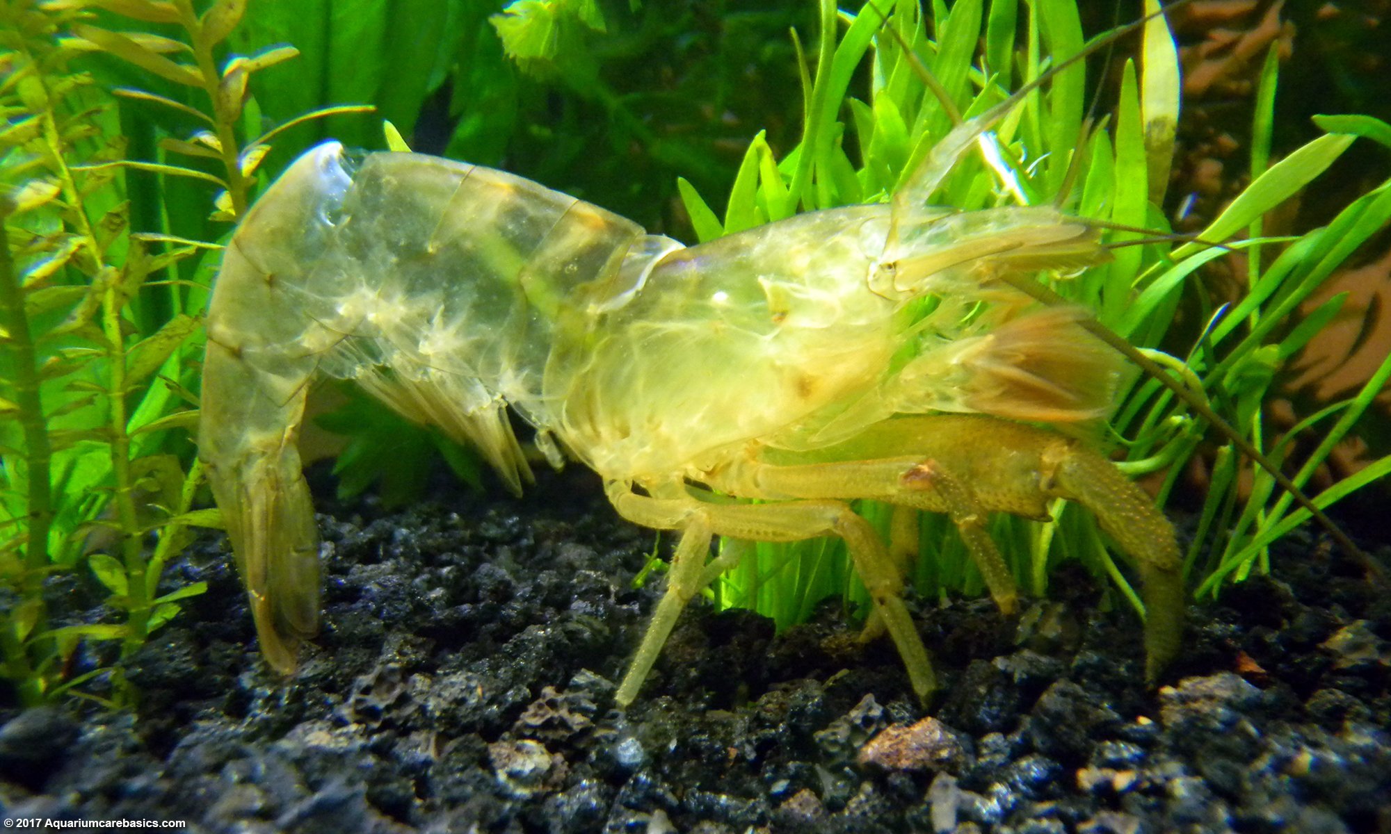 Bamboo Shrimp Shell After Molting, Leaving Its Exoskeleton Behind