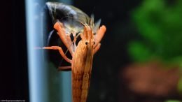 Bamboo Shrimp And Mystery Snail On Aquarium Glass