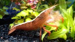 A Bamboo Shrimp In A Planted Aquarium