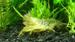 Bamboo Shrimp Shell Color: Brown Reddish