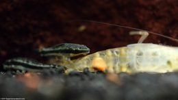 Empty Bamboo Shrimp Shell And Otocinclus Catfish