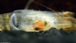 Empty Molted Shell With Ramshorn Snail