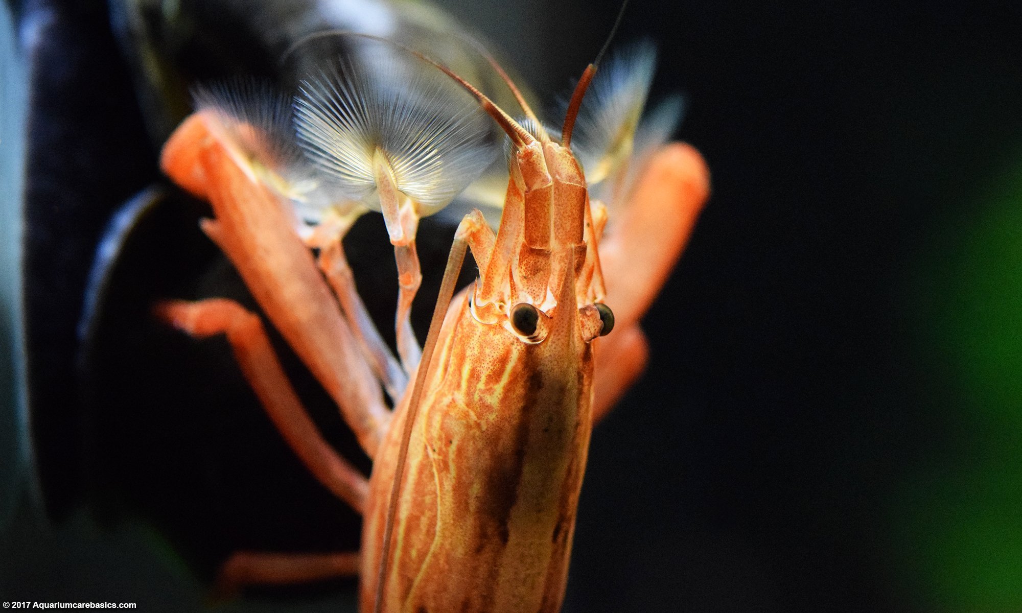 Bamboo Shrimp Standing On A Mystery Snail As It Faces The Current