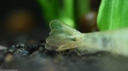 Molted Tail Shell Laying On Its Side