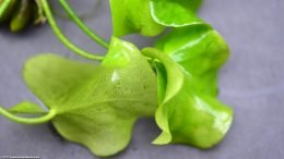 Banana Plant Aquarium Leaves