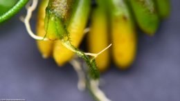 Banana Plant Aquarium Root, Closeup