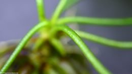 Banana Plant Aquarium Stem, Closeup