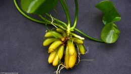 Tubers, Roots And Stems On A Banana Plant