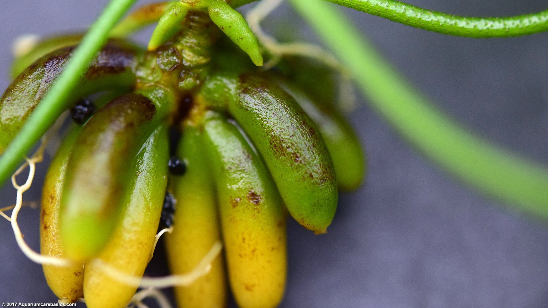 Aquarium Banana Plant: Care, Tubers, Roots & Planting