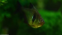 Black Phantom Tetra In A Freshwater Tank