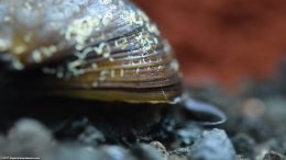 Black Racer Nerite Snail In A Freshwater Aquarium