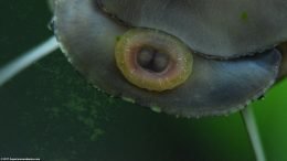 Black Racer Nerite Snail Eating Algae