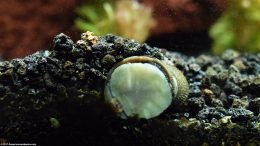 Black Racer Nerite Snail Digging In Substrate