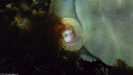 Black Racer Nerite Snail Eating Algae