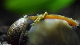 Black Racer Nerite Snail Feces