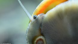 Black Racer Nerite Snail On Aquarium Glass