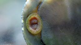 Black Racer Nerite Snail Mouth, Upclose