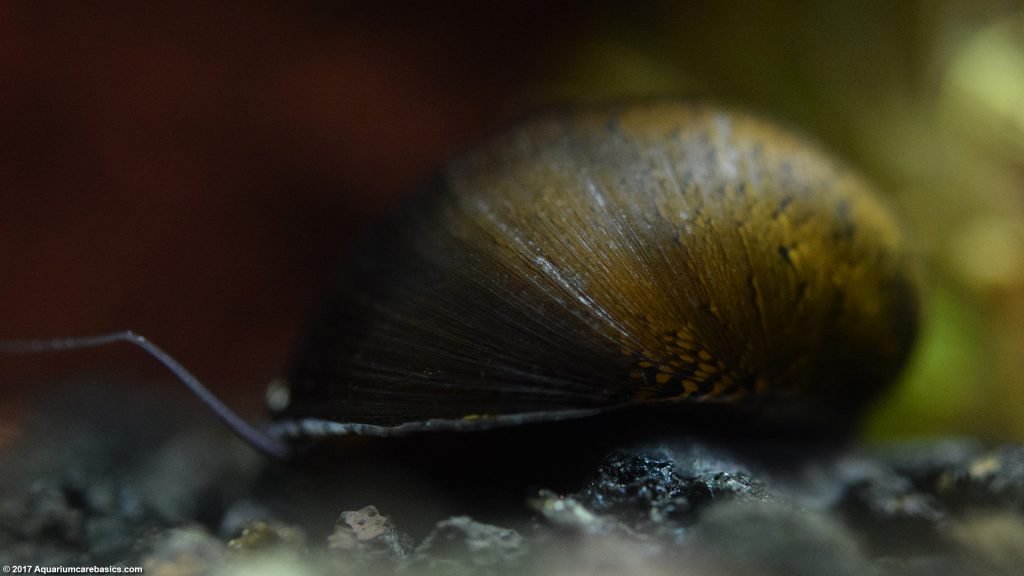 Nerite Snails Algae Eating, Care, Lifespan, Eggs Video