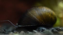 Black Racer Nerite Snail Shell Pattern