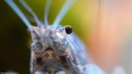 Blue Crayfish Eye, Closeup