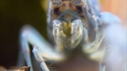 Blue Crayfish Feeding Appendages