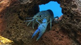 Blue Crayfish On A Lava Rock