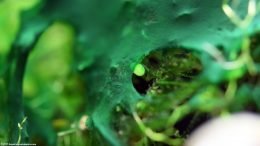 Blue Green Algae In An Aquarium