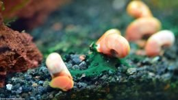 Blue Green Algae And Red Ramshorn Snails