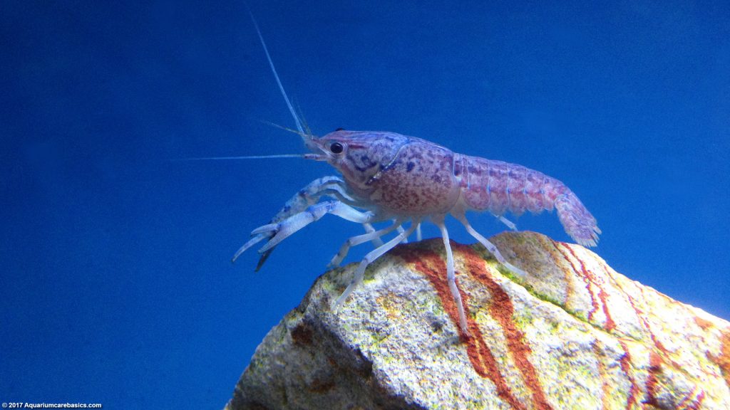 Hammers Cobalt Blue Lobster Care, Size, Color & Diet Video