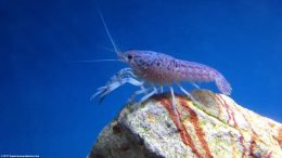 Blue Lobster Crayfish Standing On A Rock