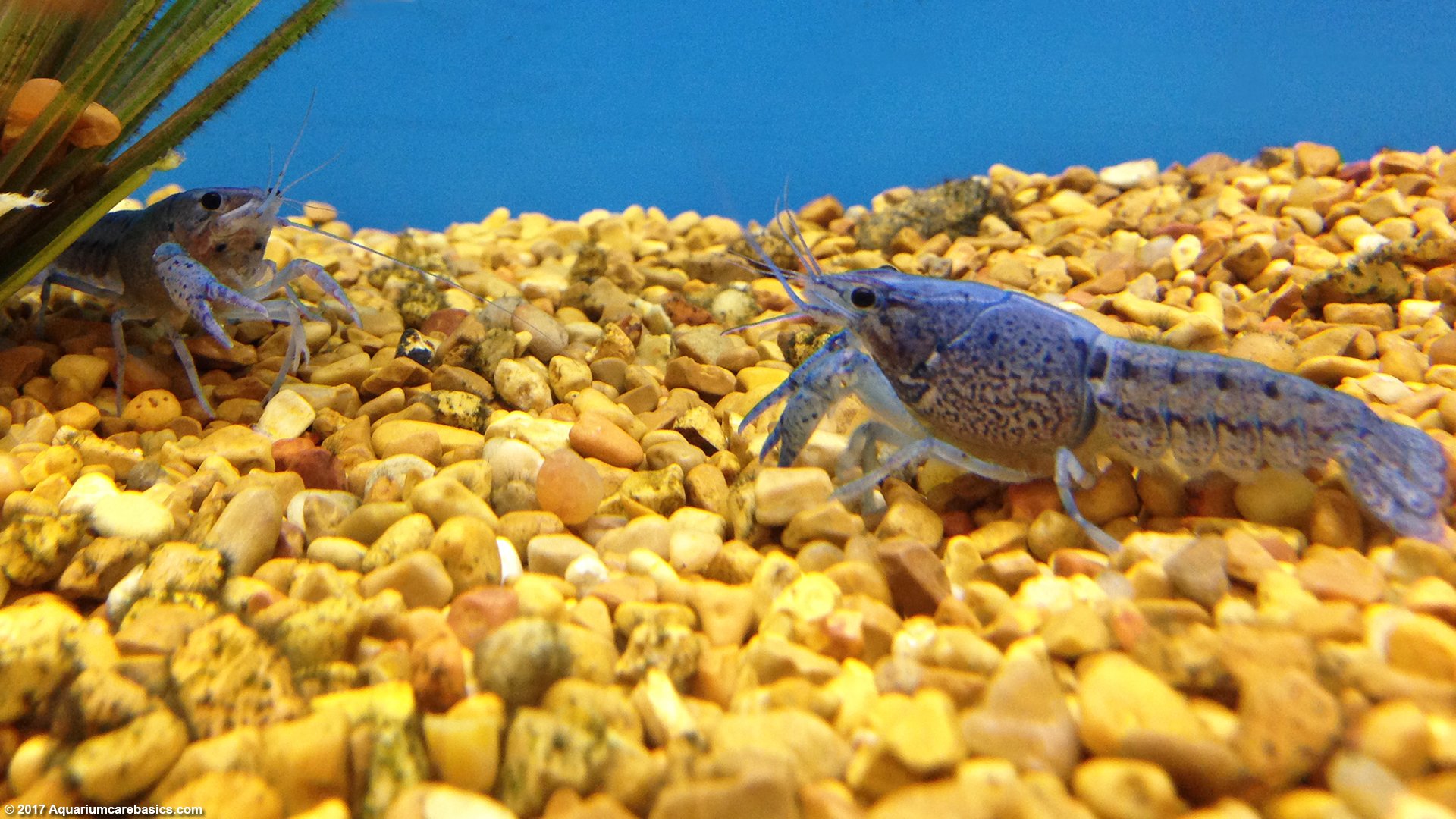 blue lobster aquarium