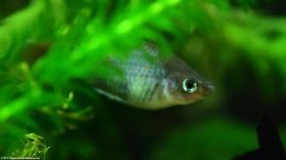 Blue Mickey Mouse Platy