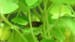 Brazilian Pennywort And Caridina Multidentata