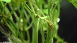 Brazilian Pennywort Background Plant