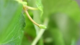 Brazilian Pennywort Care