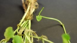 Brazilian Pennywort Growth